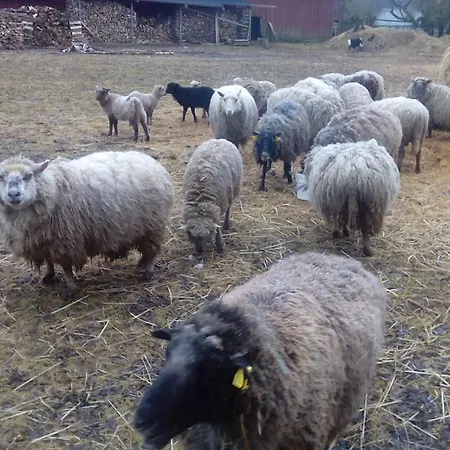Проживание в семье Kortsitalu Kuelalistemaja *