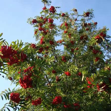 Kortsitalu Kuelalistemaja *