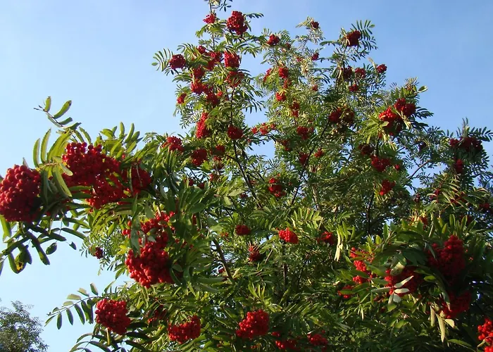 Kortsitalu Kuelalistemaja *